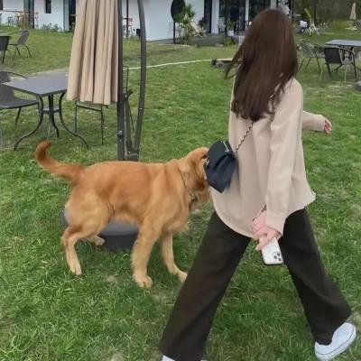 金猪玉叶